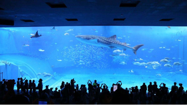 南寧長(cháng)江源揭秘水上樂(lè )園和水族館的建筑材料